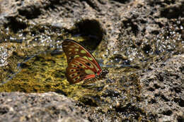 Graphium cyrnus (Boisduval 1836) resmi