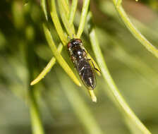 Image of <i>Platycheirus albimanus</i>