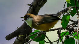 Image of White-throated Laughingthrush