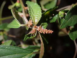 Image of Asian copperleaf