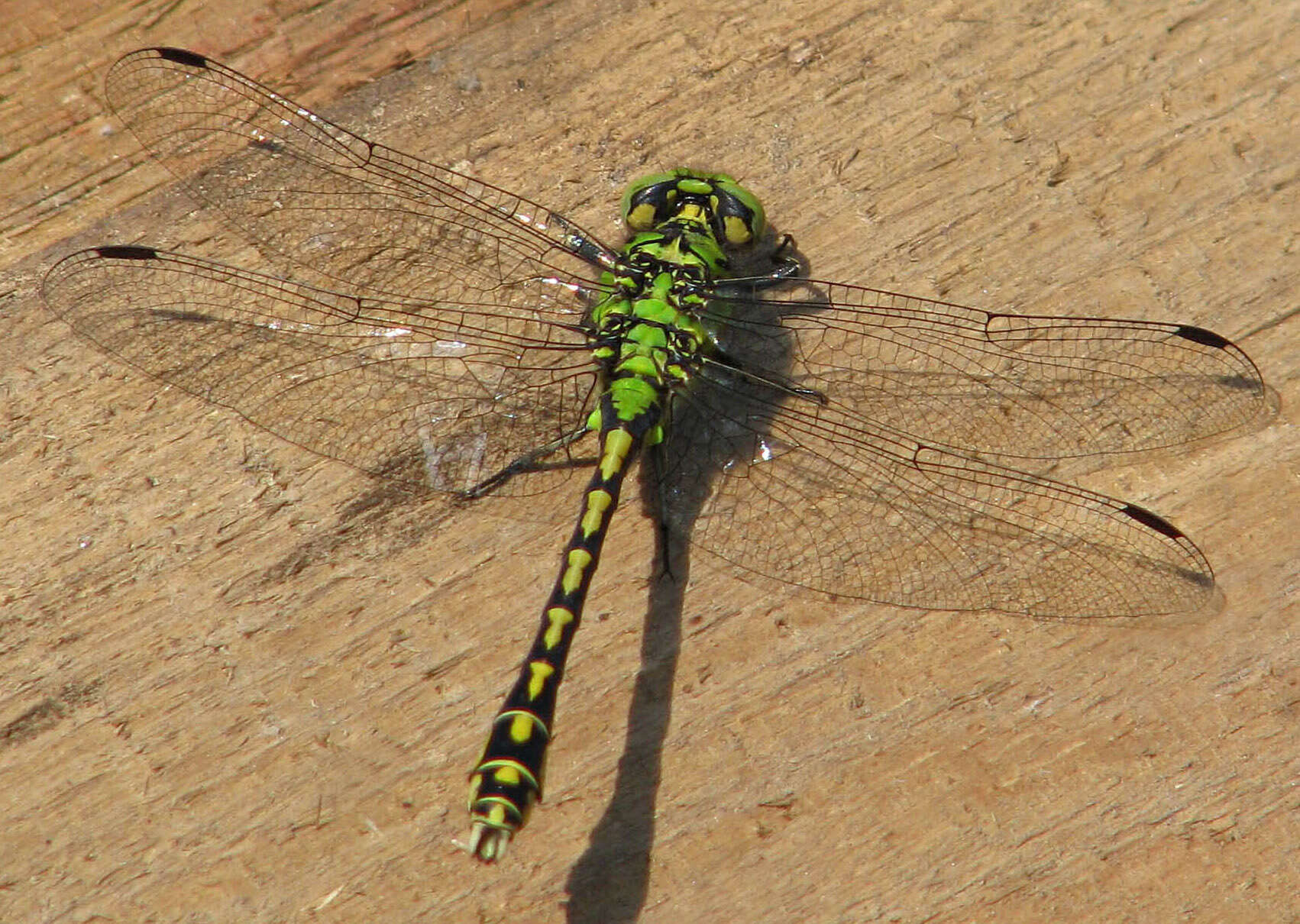 Image of Green Gomphid