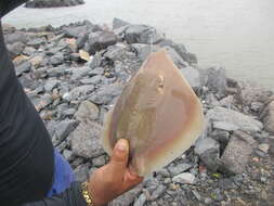 Image of Colares stingray