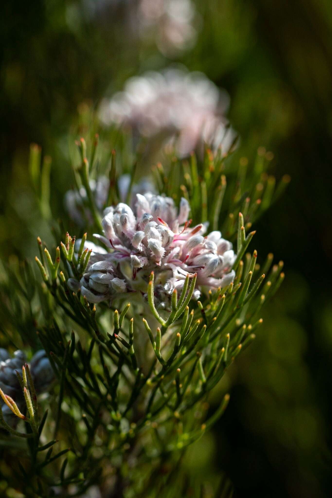 Image of Serruria ascendens (Lam.) R. Br.