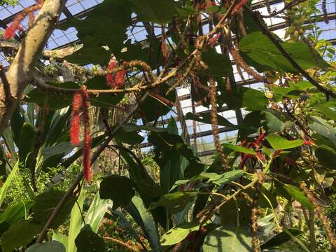 Imagem de Acalypha hispida Burm. fil.