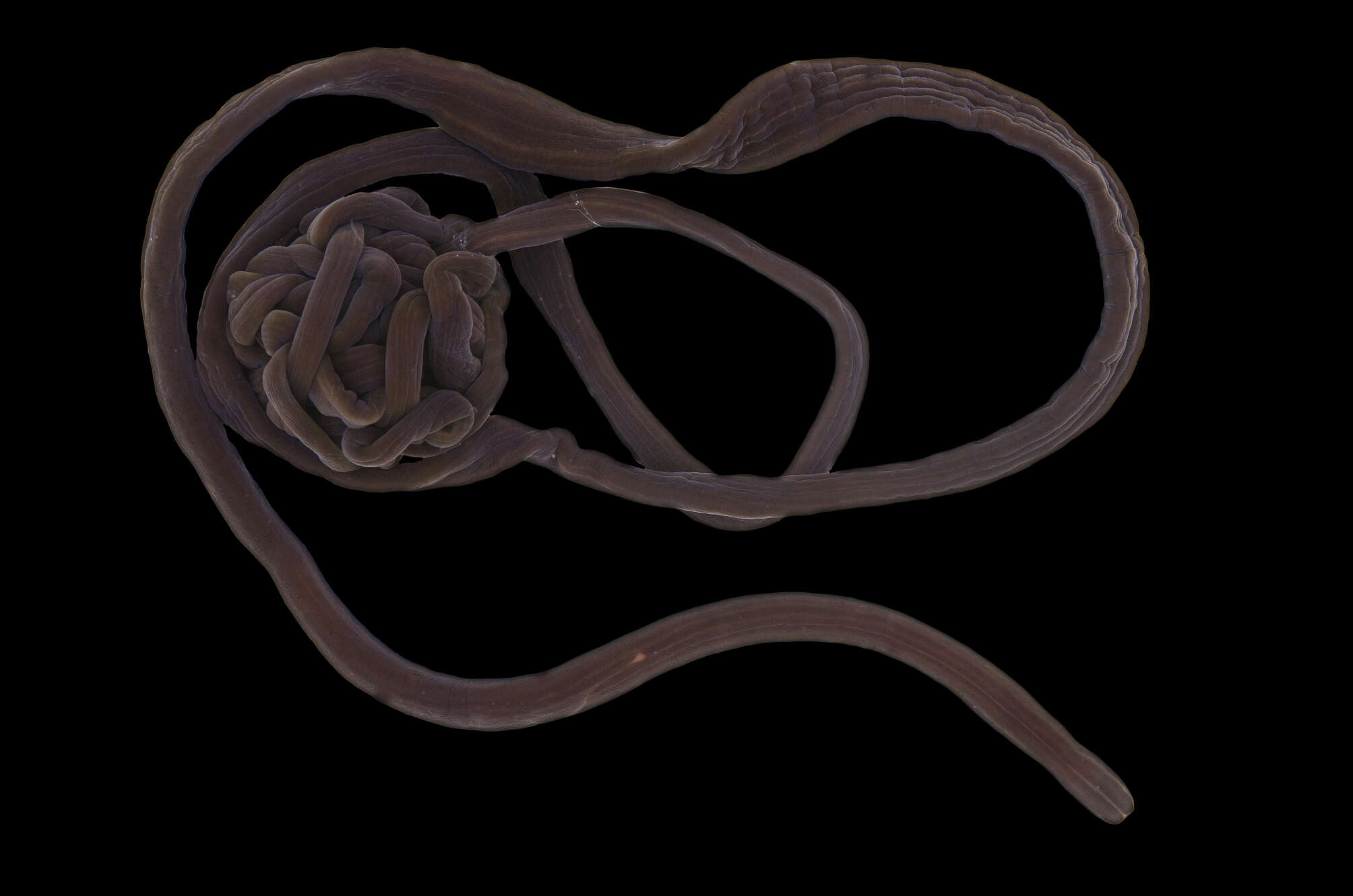 Image of bootlace worm