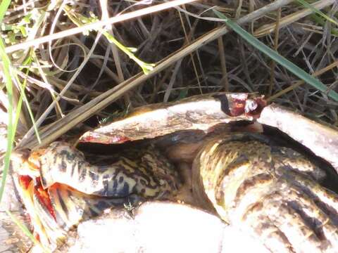 Image of Rough-footed Mud Turtle