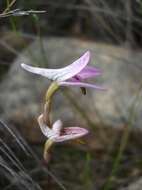 Image of Disa bifida (Thunb.) Sw.