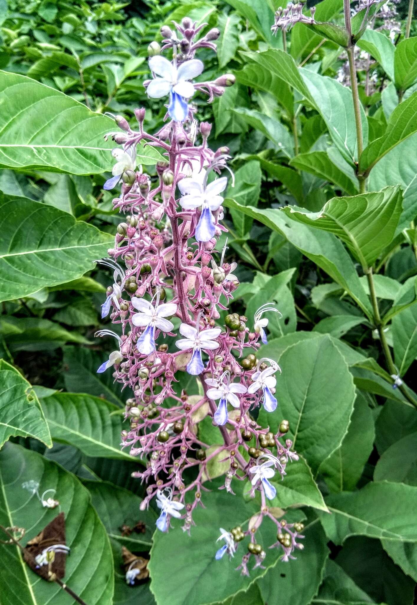 Слика од Rotheca serrata (L.) Steane & Mabb.