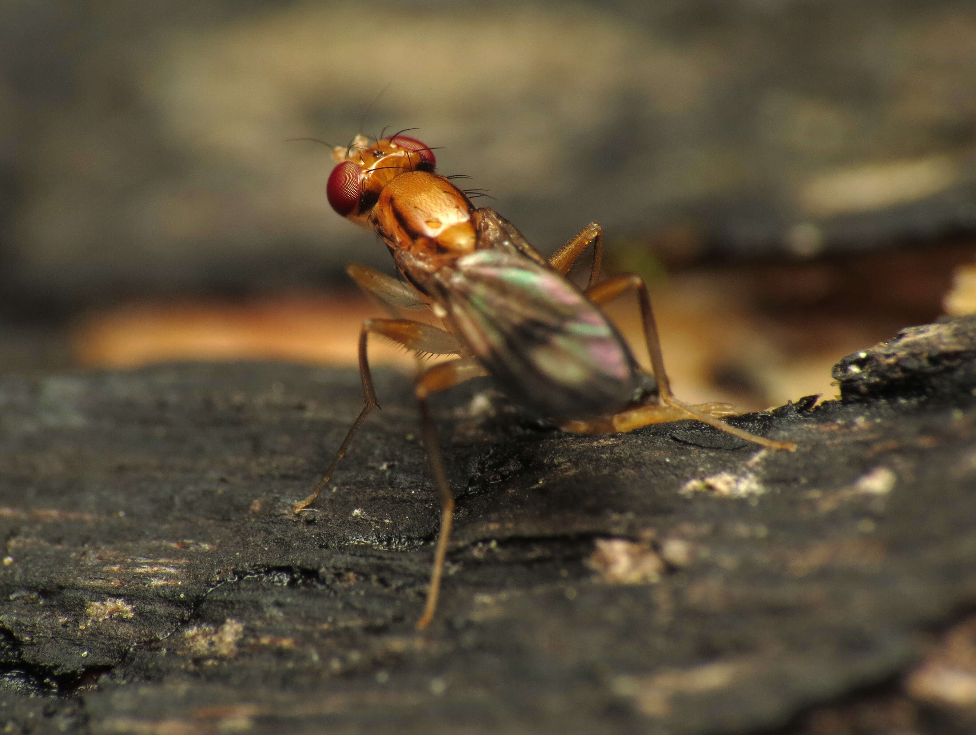 Image of druid flies