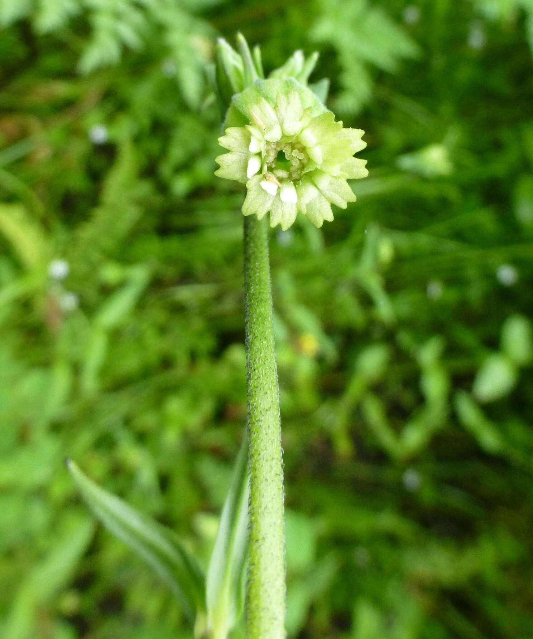 Слика од Silene pseudoindica