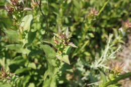 Plancia ëd Pentanema asperum (Poir.)