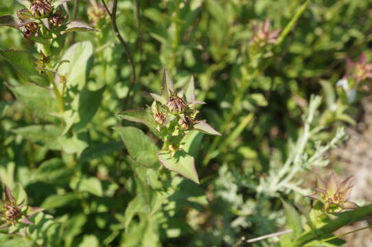 Plancia ëd Pentanema asperum (Poir.)