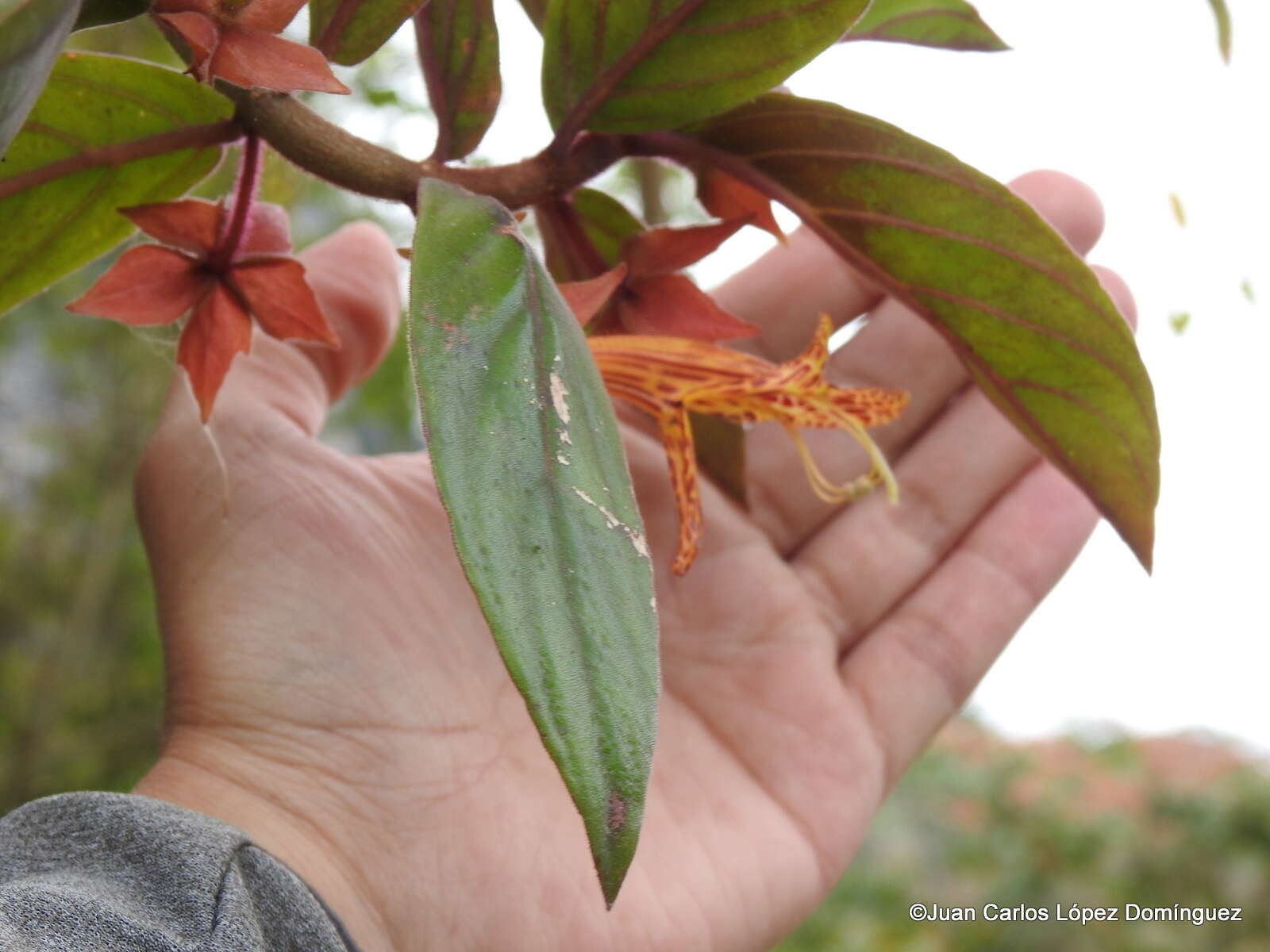 Image of Columnea schiedeana Schltdl.