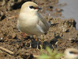 Image of Little Pratincole