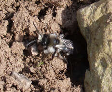 Image of Ashy Mining Bee