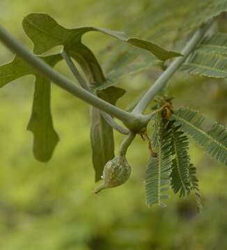 Image of Corallocarpus epigaeus (Rottl.) C. B. Clark