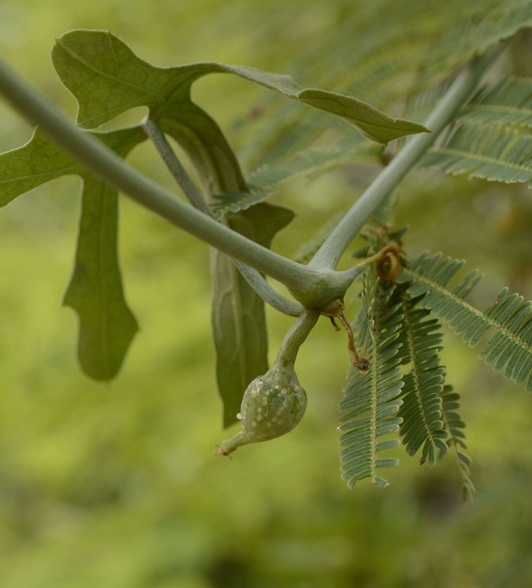 Plancia ëd Corallocarpus epigaeus (Rottl.) C. B. Clark