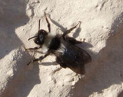 Image de Andrena cineraria (Linnaeus 1758)