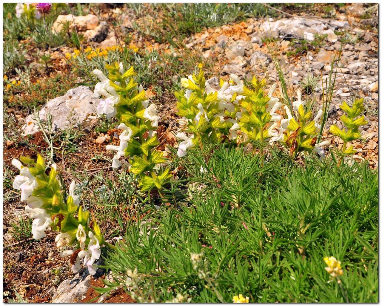 Image of Salvia scabiosifolia Lam.