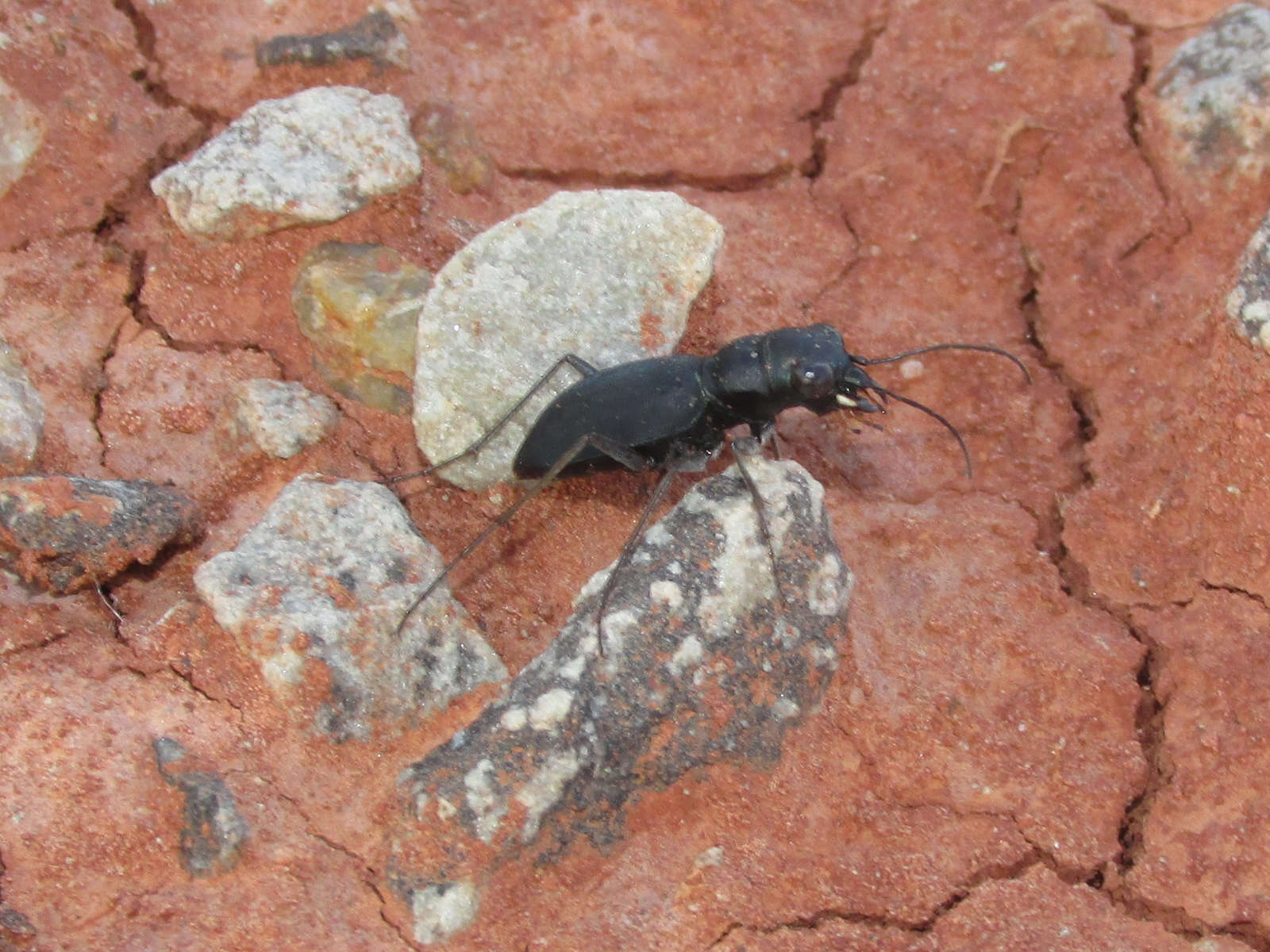 Image of Dromochorus pruininus Casey 1897