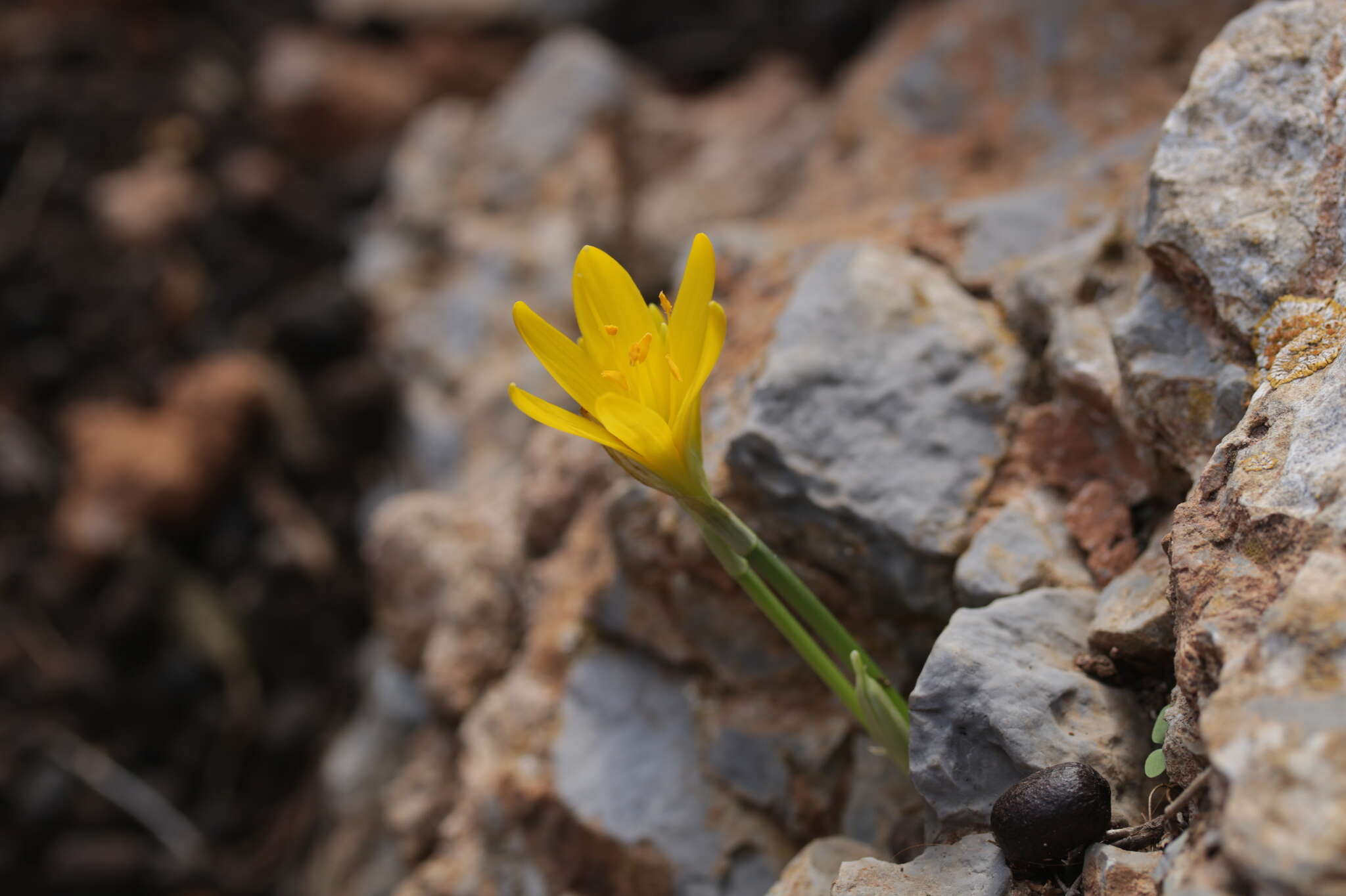 Image de Sternbergia lutea subsp. greuteriana (Kamari & R. Artelari) Strid