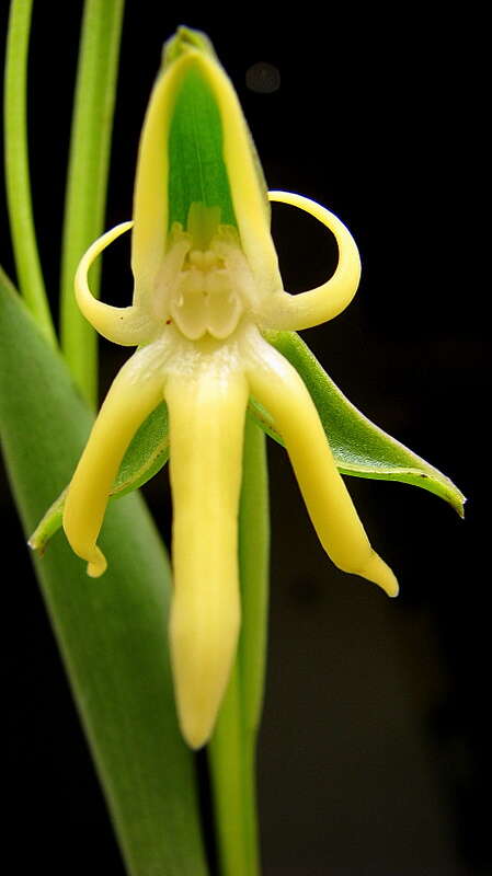 Image of Bog orchids
