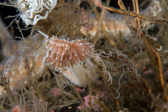 Coryphella orjani (Korshunova, Martynov, Bakken, Evertsen, Fletcher, Mudianta, Saito, Lundin, Schrödl & Picton 2017) resmi