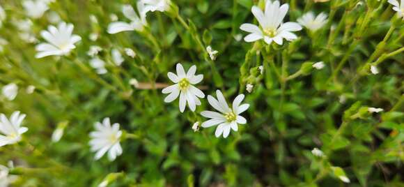 Image of Cerastium morrisonense Hayata