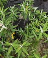 Image of Buddleja loricata Leeuwenberg