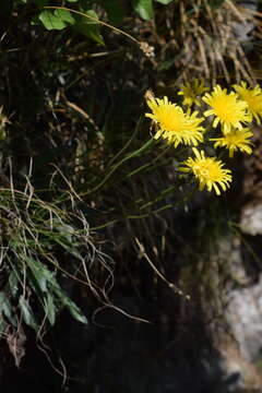 Image of Leontodon tenuiflorus (Gaudin) Rchb.