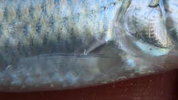 Image of Steelcolor Shiner