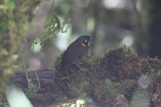 Image of Crescent-chested antpitta