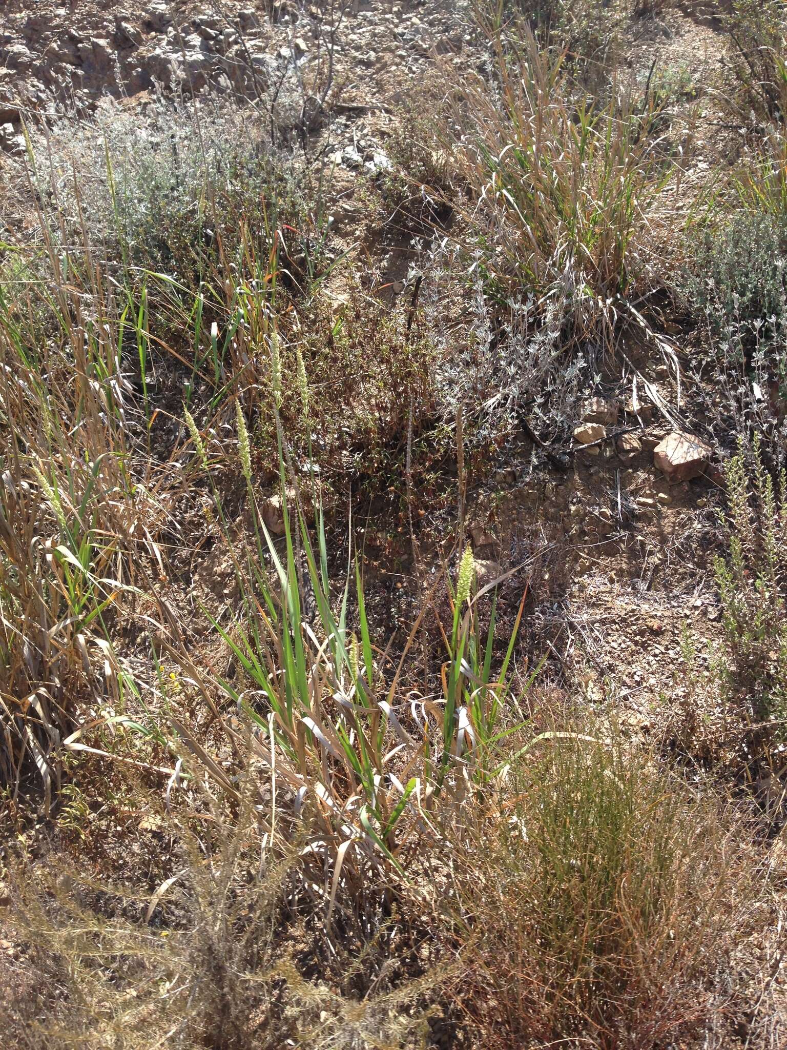 Image of giant wildrye