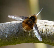 Image of Large bee-fly