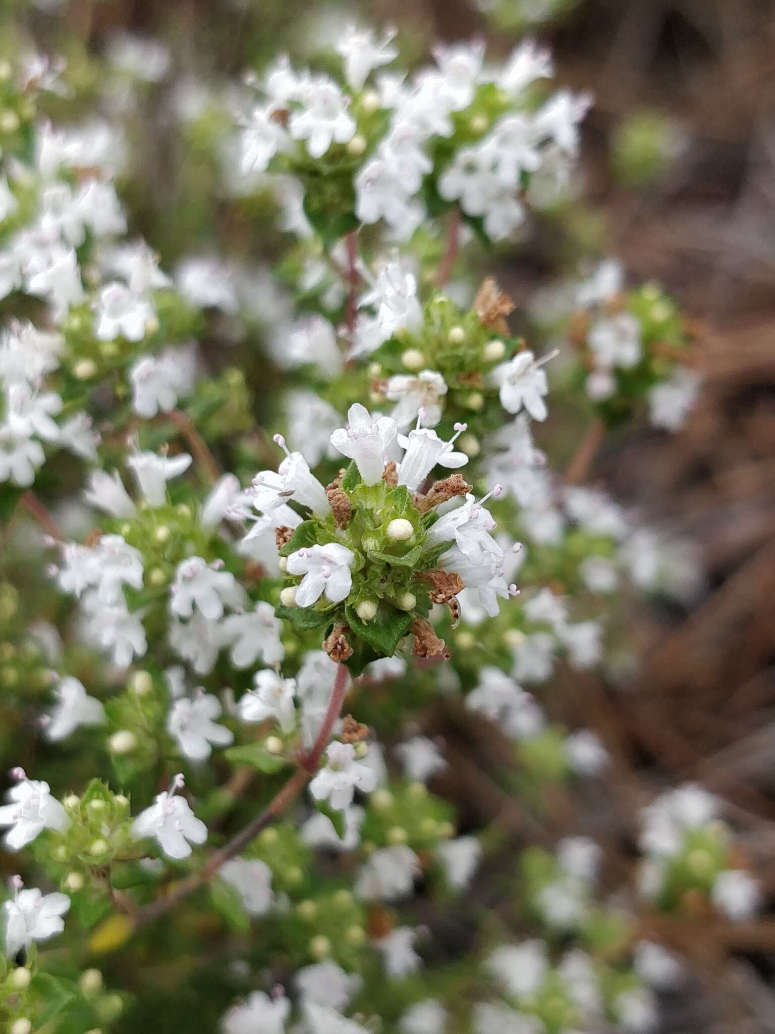 Image of Thymus capitellatus Hoffmanns. & Link