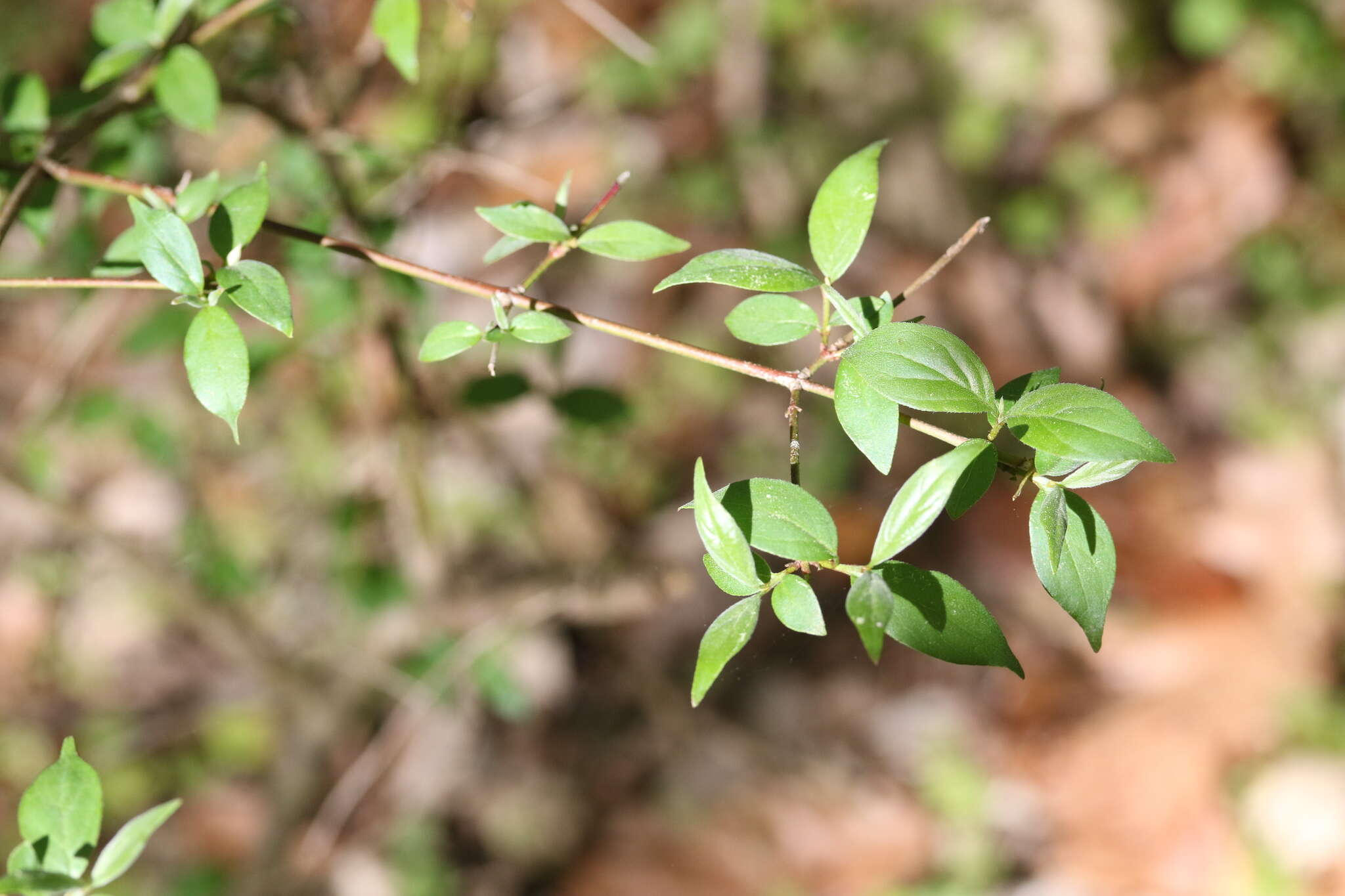 Plancia ëd Cornus asperifolia Michx.