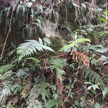 Image de Polystichum biaristatum (Bl.) Moore