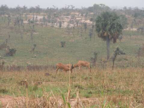 Image of Lelwel Hartebeest