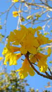 Image of Golden trumpet tree