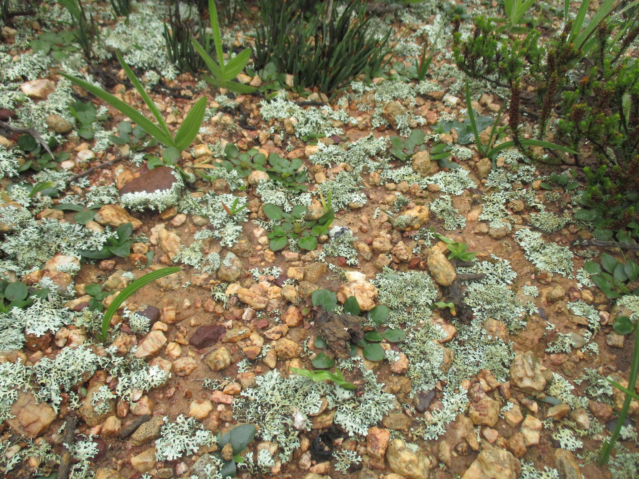 Image of Pelargonium chelidonium (Houtt.) DC.