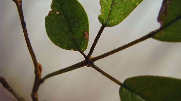 Image of Golden trumpet tree