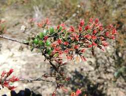 Image of Leionema lamprophyllum subsp. obovatum F. M. Anderson