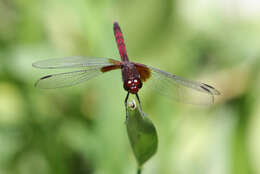 Image of Red-mantled Dragonlet