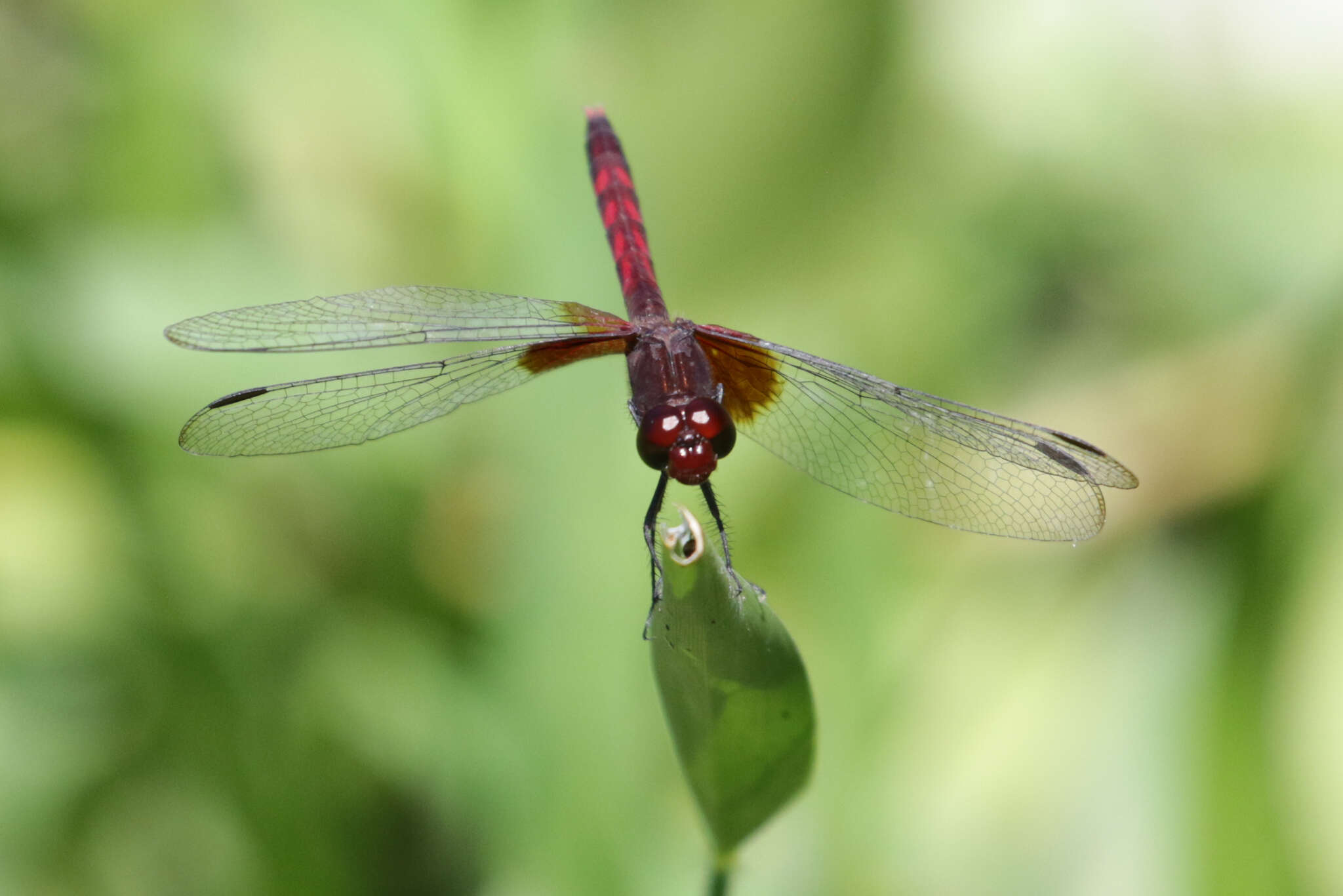 Image of Red-mantled Dragonlet