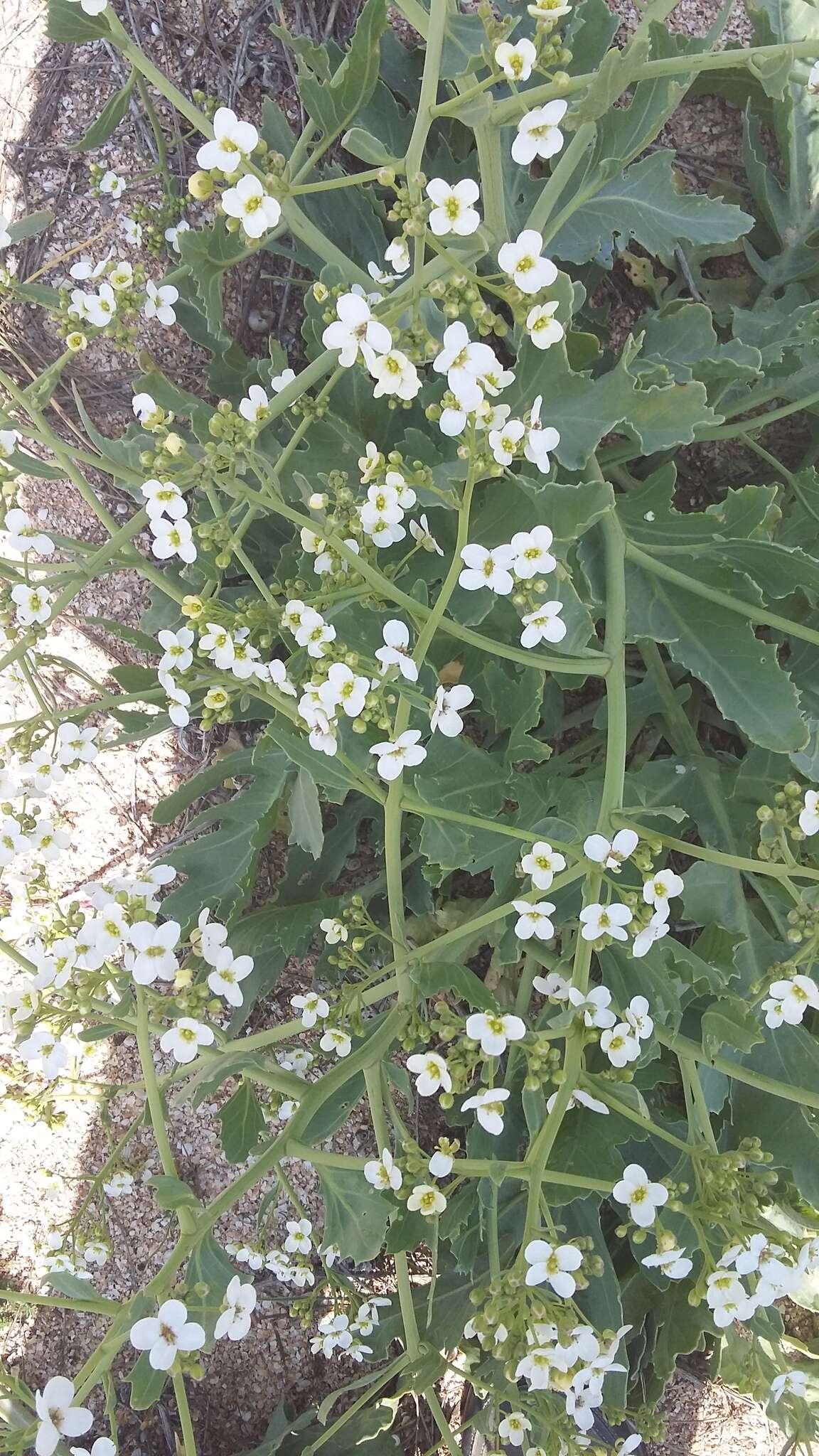 Image of Crambe tataria Sebeók