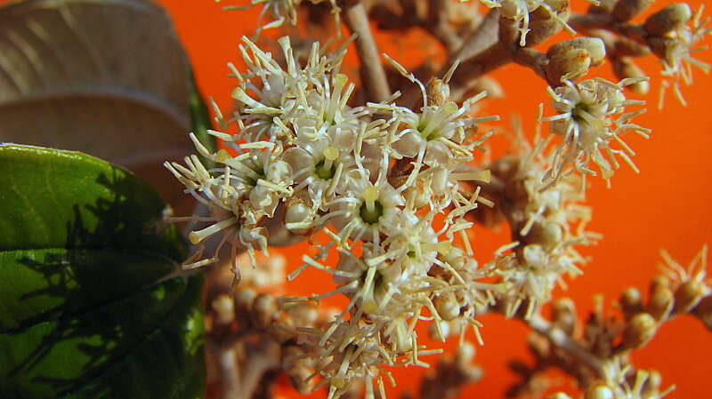 Image of Miconia albicans (Sw.) Steud.