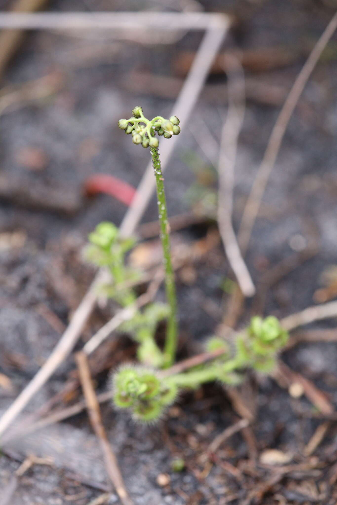 Image de Drosera stolonifera Endl.