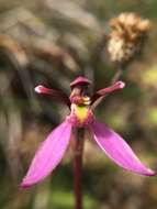 Image of Magenta autumn orchid