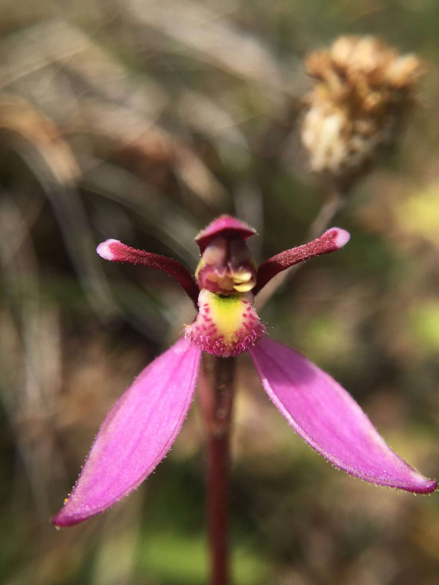 Eriochilus magenteus D. L. Jones的圖片