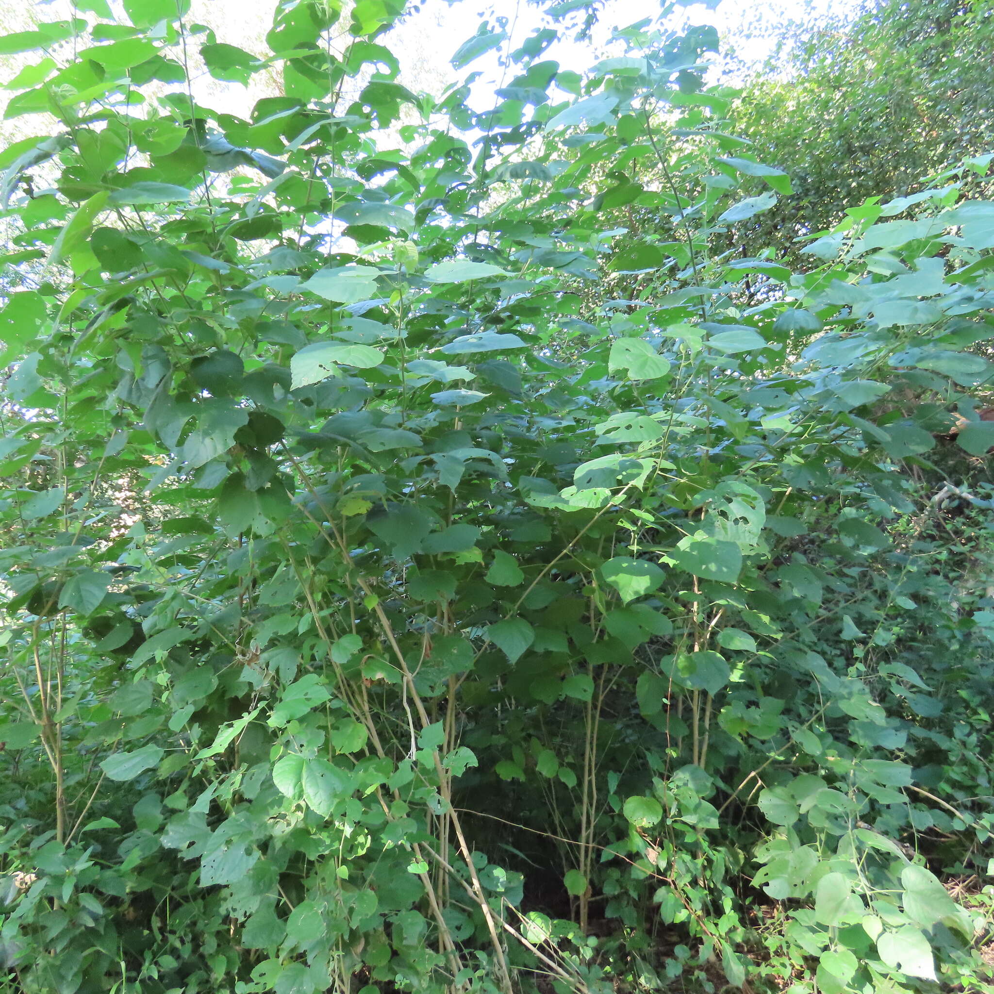 Imagem de Abutilon ramosum (Cav.) Guill.